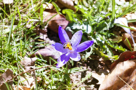 蜜蜂从花冠紫花敏感焦点图片