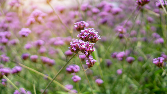 马鞭草紫色小花瓣在模糊的绿叶上开花图片