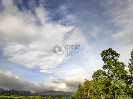 森林顶端的绿树蓝天空和太阳图片