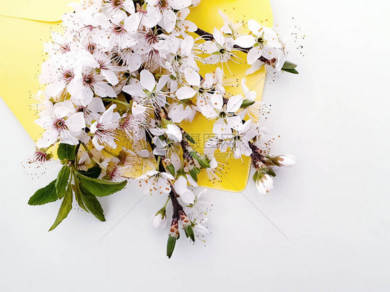 樱花白花背景图片