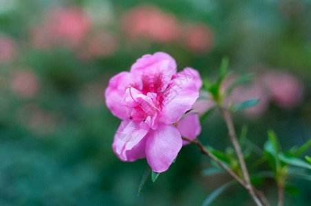 杜鹃花的特写单朵美丽的粉红色花朵图片