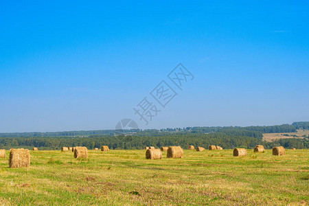 牲畜饲养牛牧草收割野外小麦和燕麦的图片