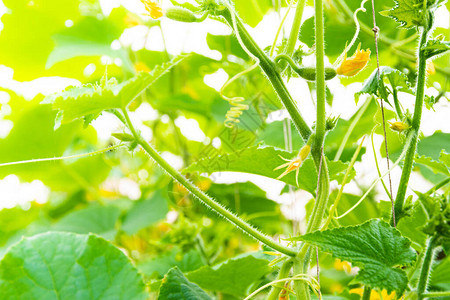 种植在温室生长的黄瓜为素食者种植图片