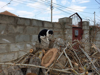 黑白的猫在图片