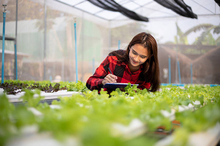 亚洲女农民使用平板和笔记本检查用水栽培剂种植的有机蔬菜的质量图片