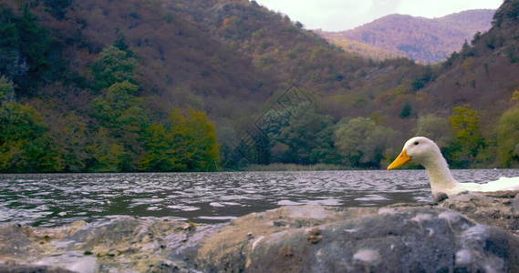 野生美丽的子在湖水自然的电影照片中游泳图片