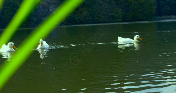 野生美丽的鸭子在湖自然电影照片中用红色史诗龙相机拍摄无色彩校正图片