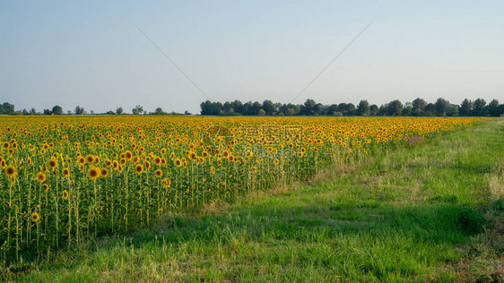 花园里的向日葵花田图片