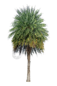 白底色孤立的单一凤凰日期棕榈树图片