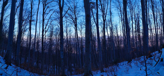 冬天的森林全景冬天树木没有叶子时森林图片