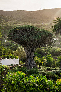 西班牙伊科德洛斯比诺斯村著名的DragoMilenario是西班牙特内里费岛伊科德洛斯比诺斯的德拉戈公园内最古老和最大的龙血树图片