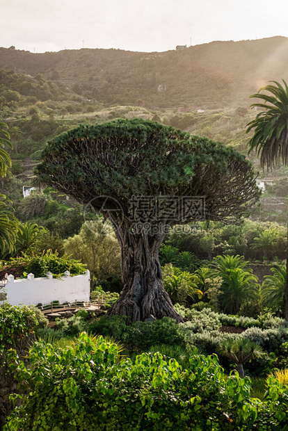 西班牙伊科德洛斯比诺斯村著名的DragoMilenario是西班牙特内里费岛伊科德洛斯比诺斯的德拉戈公园内最古老和最大的龙血树图片
