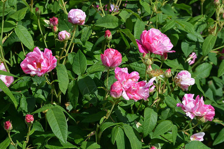 夏日花园里盛开着鲜嫩艳的粉色和白色玫瑰的大绿灌木图片