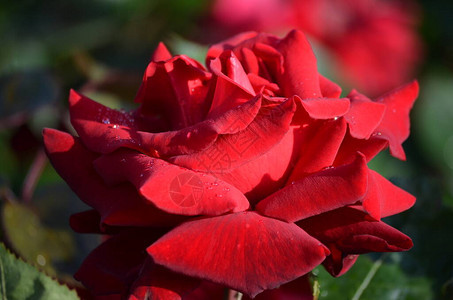 花园里一朵鲜活的红玫瑰和绿叶的特写图片