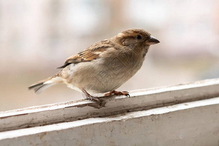 爪子,城市麻雀雌在阳台上背景