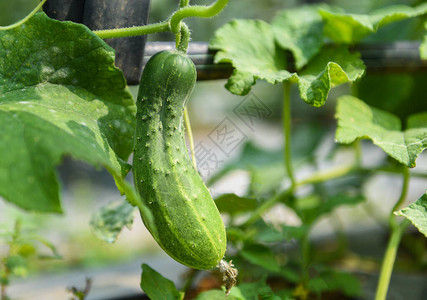 花园中的黄瓜植物等待收成新鲜有机黄瓜种植和挂在图片