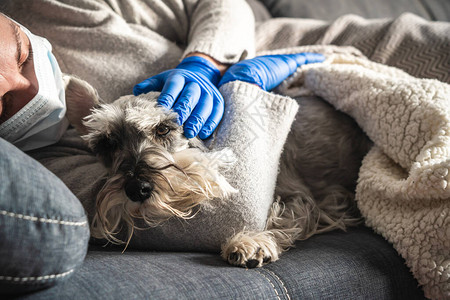 带着面罩和医疗手套的生病妇女拥抱躺在沙发上的狗图片