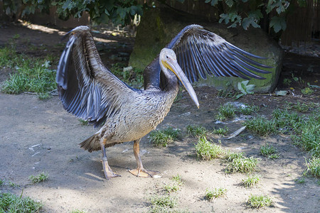 Pelican佩利肯太阳天气晴朗时在草地上站立着翅膀伸展图片