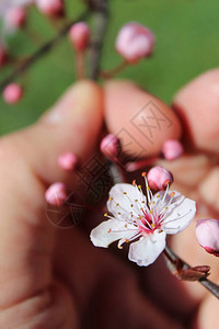 春日乡间桃花图片