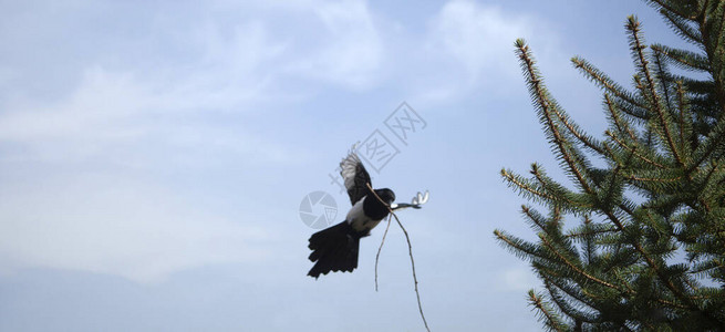 喜鹊在枞树上筑巢背景图片