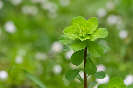 药用野生植物图片