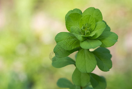 药用野生植物图片