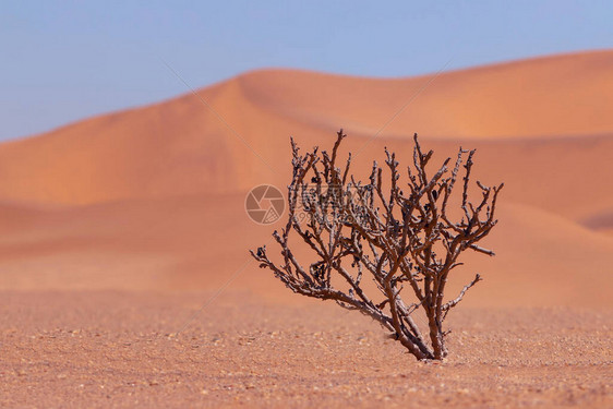 纳米布沙漠金沙背景上的图片