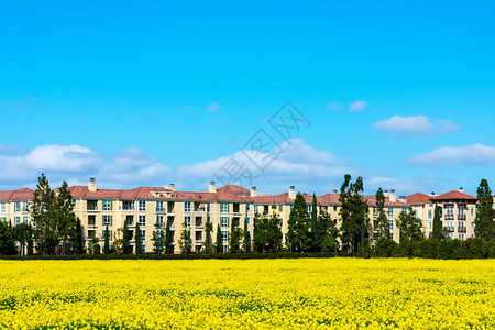 硅谷住宅区美丽盛开的黄芥菜田典型的中层多户住宅公寓楼在蓝天图片