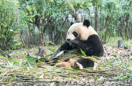 大熊猫吃竹子野生动物图片