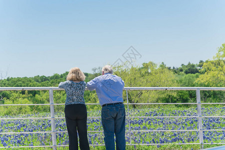 在美国德克萨斯州的白色金属牧场围栏上观看矢车菊开花的后视高加索夫妇老年人享受健康的生活方式和图片