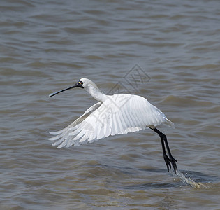 黑脸Spoonbill飞图片