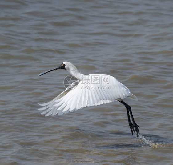 黑脸Spoonbill飞图片