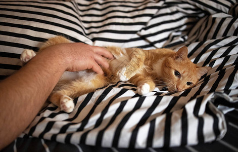 一只雄手抚摸着一只红发快乐的猫它趴在图片