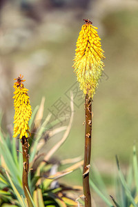 黄色花Kniphofiafoliosa贝尔公园图片