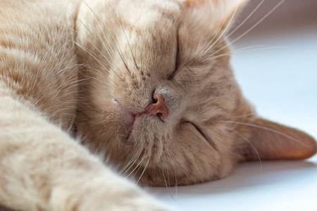 红猫睡得很香猫的大画像背景图片