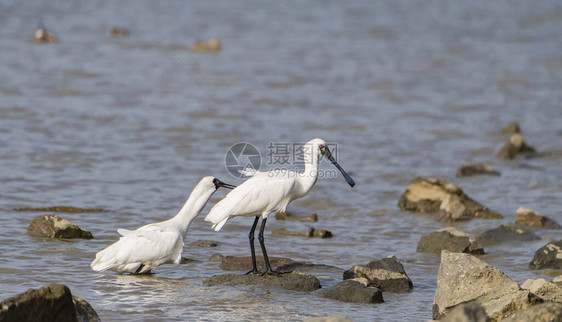 黑脸Spoonbill飞图片