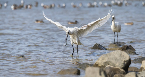 黑脸Spoonbill飞图片