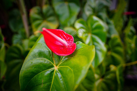 花园里的绿叶和红花图片