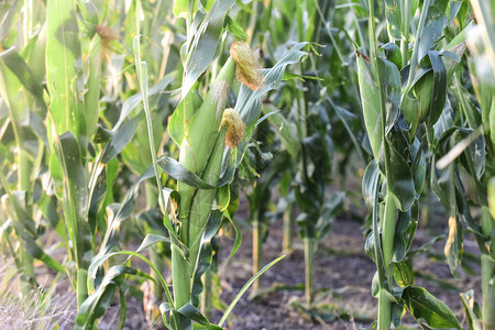 玉米种子阿根廷拉潘帕省的玉米田背景