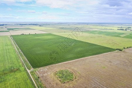 阿根廷布宜诺斯艾利斯省玉米种植背景图片