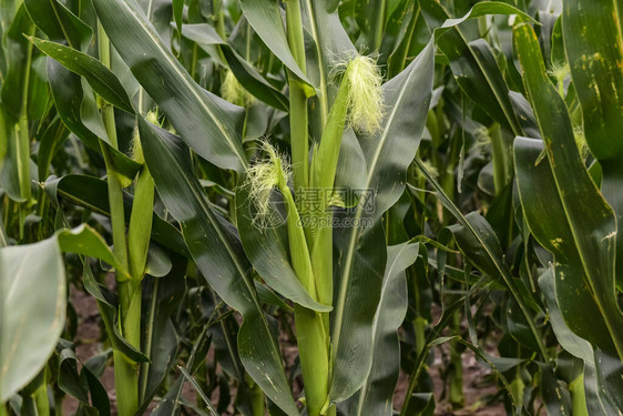 阿根廷拉潘帕省的玉米田图片