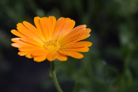 锅万寿菊生长在庭院里的橙色和黄色金盏花天然绿色背景上的单图片