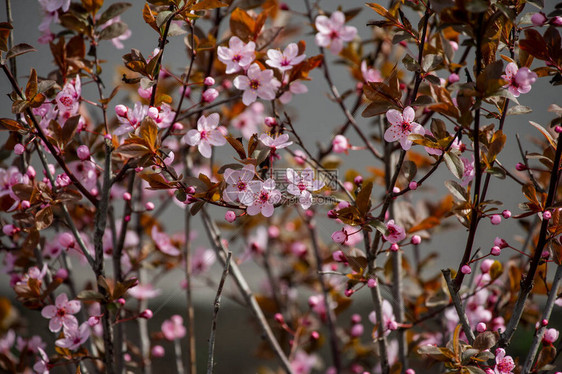春天开花的樱桃树反对特写镜头树在春天开花春天很快又是春天树木正在开花阳光明媚温暖图片