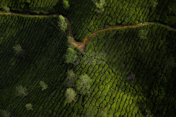 早上美丽的茶园景观图片