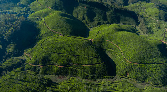 斯里兰卡茶园早上美丽的茶园景观背景