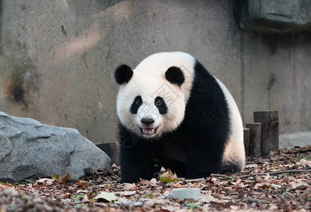 巨型熊猫在Chengd图片