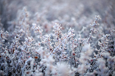 冬天植物结霜图片