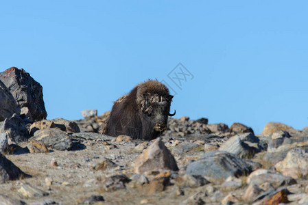 格陵兰苔原的MuskoxOvibosmosc图片