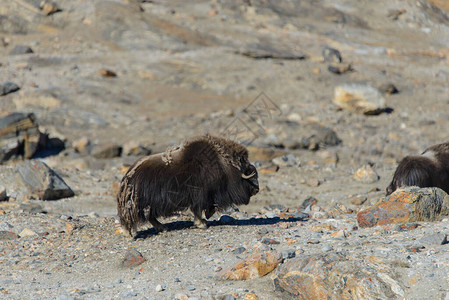 格陵兰苔原的MuskoxOvibosmosc图片