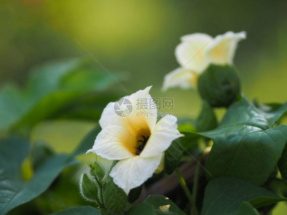莫罗多迪卡共青黄花在园中以模糊的图片